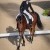 Postponed: Dance in the Vineyard Dressage Festival | 2025 | webDSC_1062.jpg